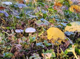 Pirinyó gombák a kertben