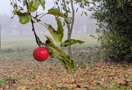 Polgárdi, első ködös reggelen 