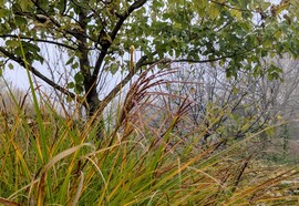 Polgárdi, szellő, köd, 6 C