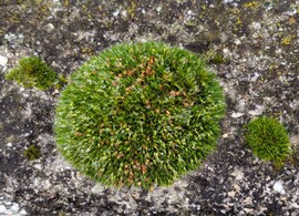 A mohák szeretik ezt az időt 