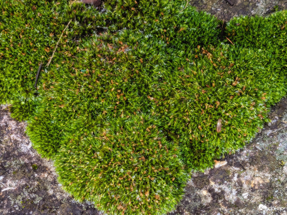 A mohák szeretik ezt az időt 