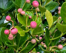 Japán kecskerágó őszi szinekben