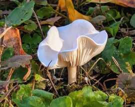 Felemelte a szoknyáját! :)