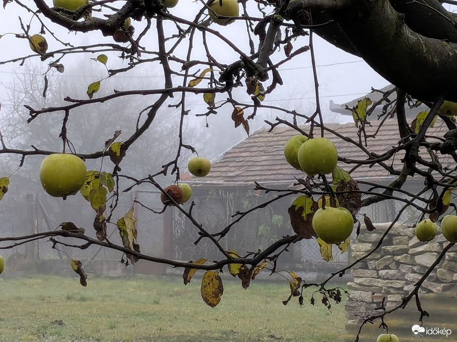 Polgárdi, almás ködös2