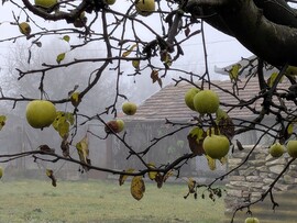 Polgárdi, almás ködös2