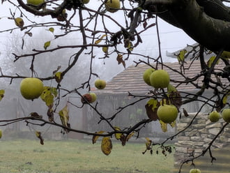 Polgárdi, almás ködös2