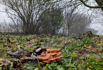 Polgárdi, gombás ködös 