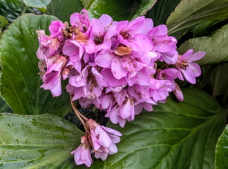 Polgárdi, Bőrlevél, mai fotó! :)