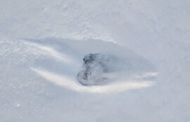 Nyomok a kertemben ma reggel :)