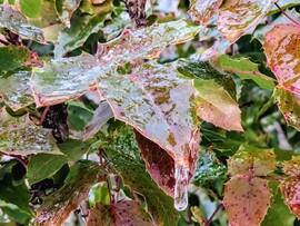 Polgárdi, ónos eső a növényeken