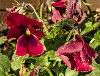 Polgárdi, napsütés, +1 C 