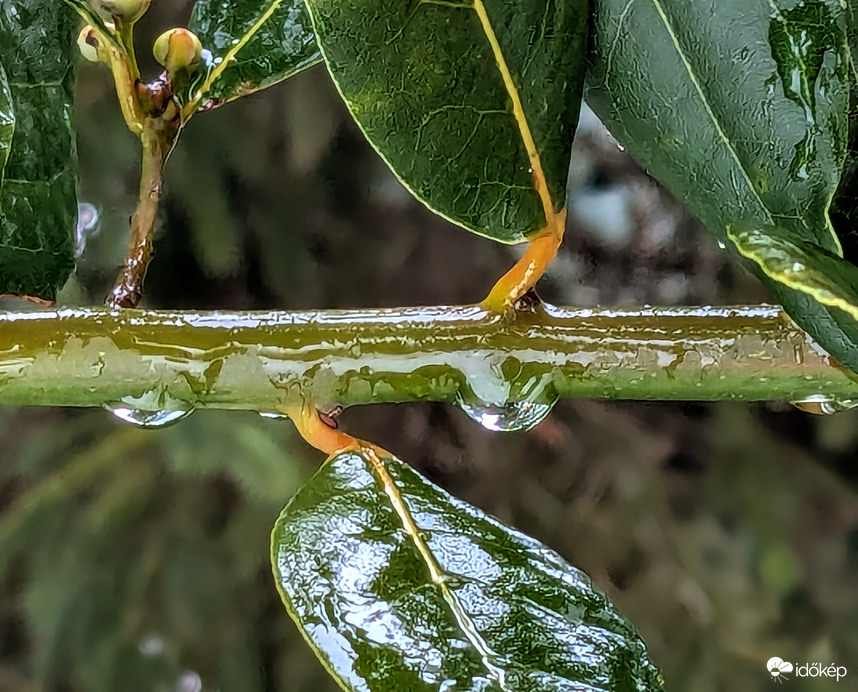 Polgárdi, eső, gyenge K-i szél, +3 C