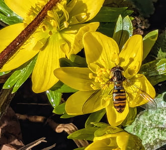 Polgárdi, egy tavaszt Észlelő :)