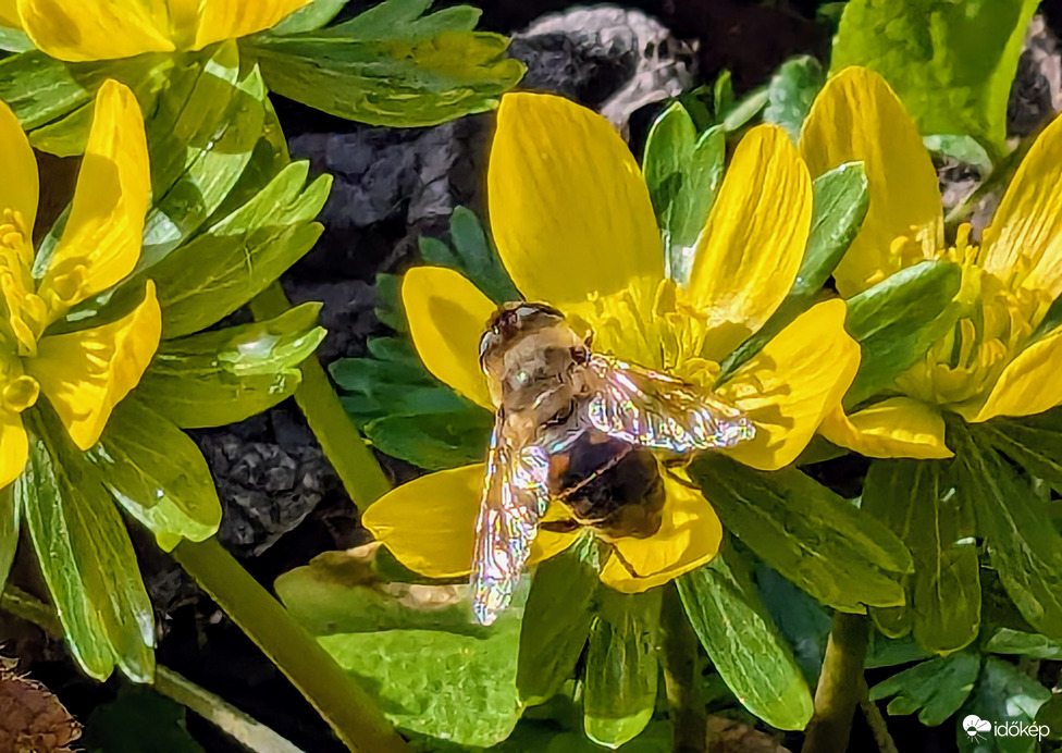 Polgárdi, vonzza a rovarokat :)