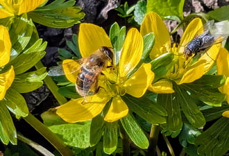 Polgárdi, vonzza a rovarokat :)