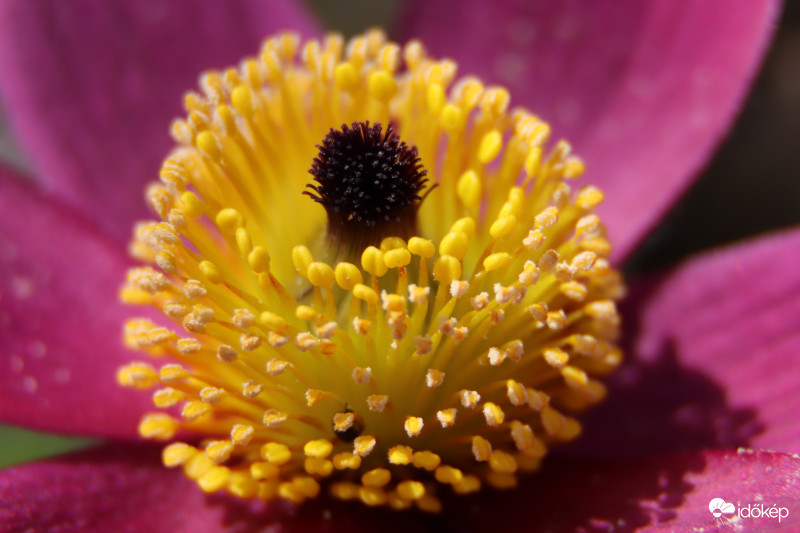 Pulsatilla grandis