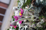 Pulsatilla grandis