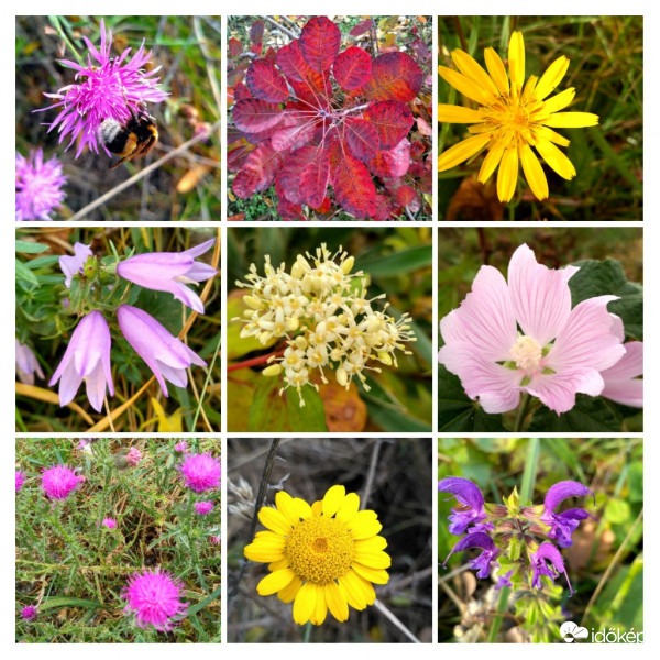 Kedvenceim novemberben