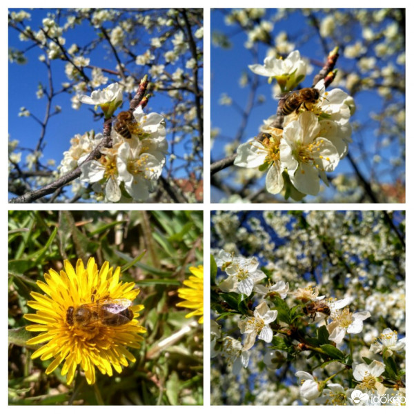 Ismét járnak a méhek