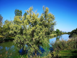 Jászjákóhalma