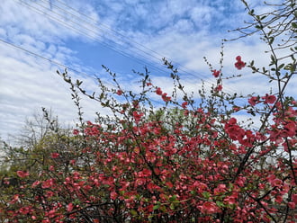 Virágzó japánbirs 