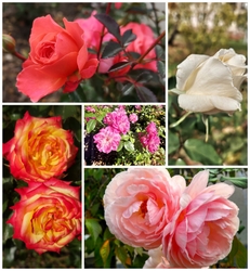 Rózsák kollázsa
