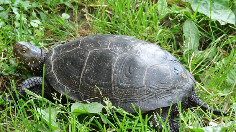 Mocsári teknős a Tarna partján