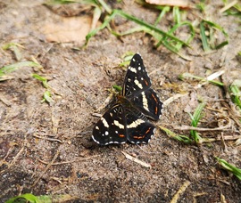 Pillangó 
