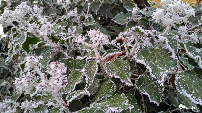 Zúzmarás borostyán