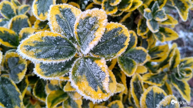 Zúzmarás kúszó kecskerágó