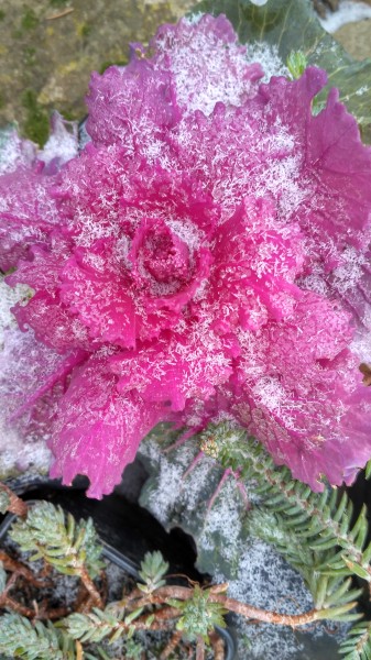 Didergő díszkáposzta