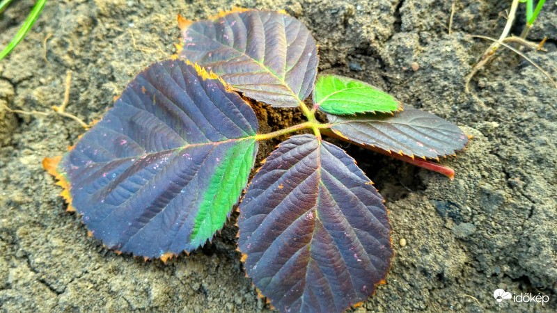 Hogyan maradt ilyen színű a szeder levele -20°C-os tél után.