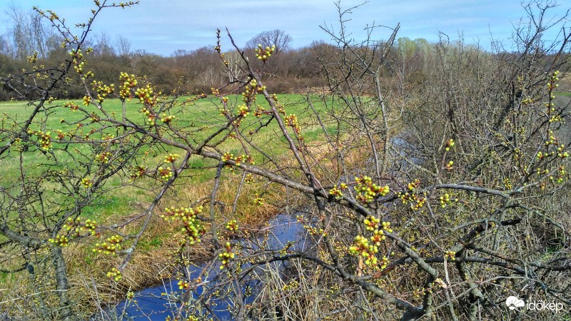 Bimbózó kökénybokor