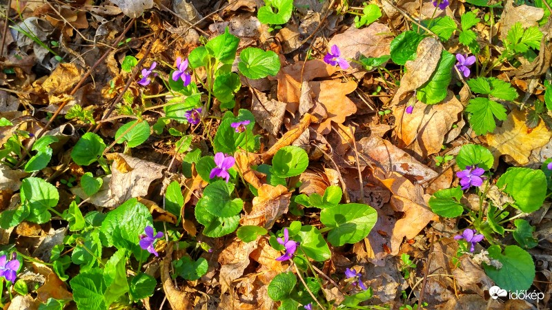 Mély erdőn ibolya virág