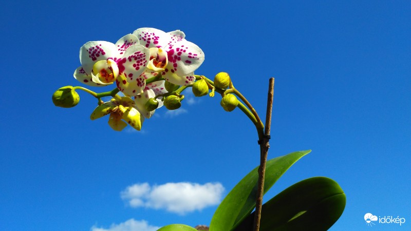 Leopárd orchidea (3 éves)