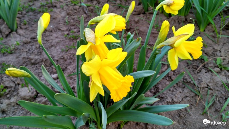 Nárciszok