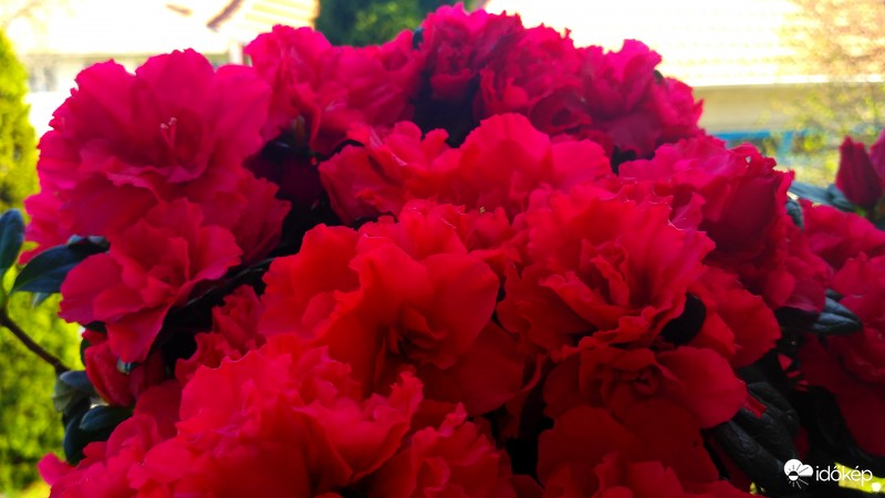 Azáleát kedvelőknek