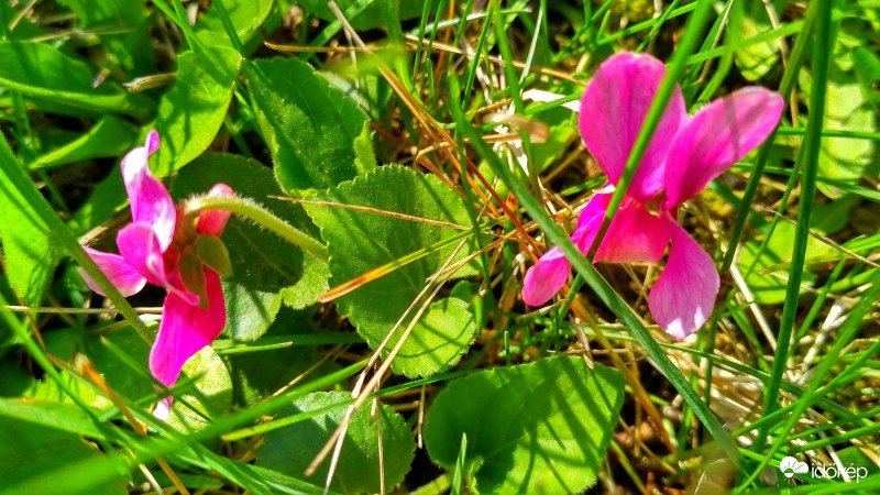 Pink színű ibolya