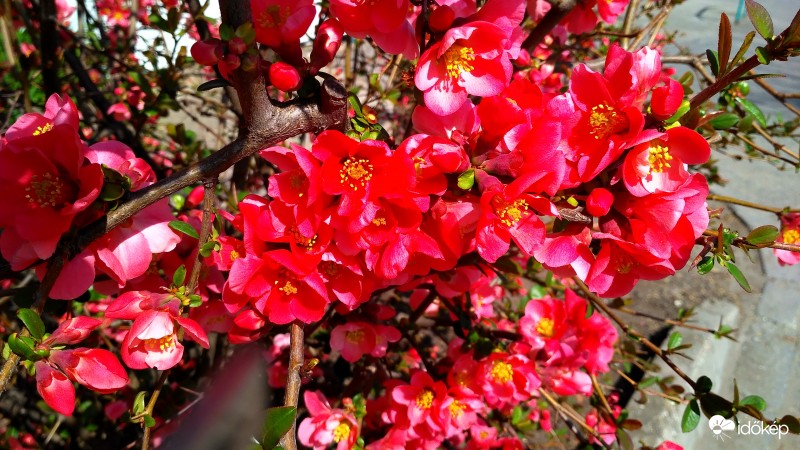 Japán birs teljes pompában