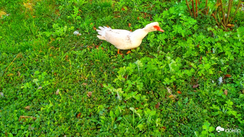 Némakacsa a kertben