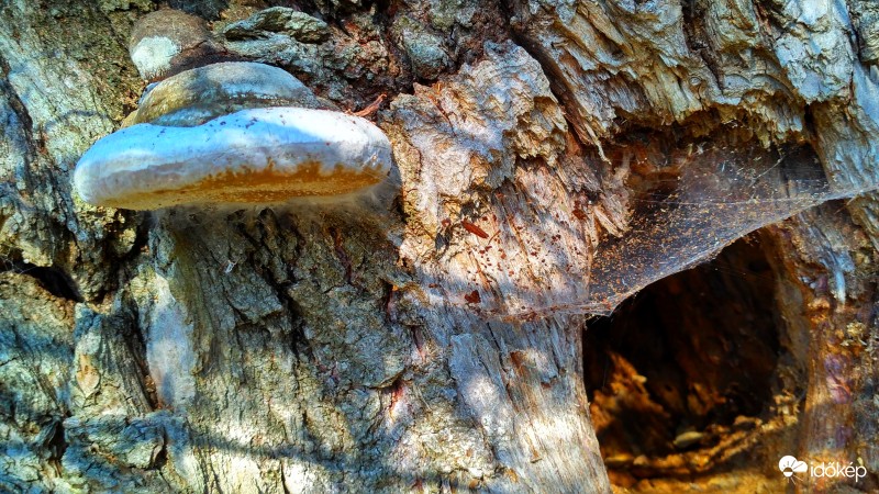 A legfelső odú "függönnyel"