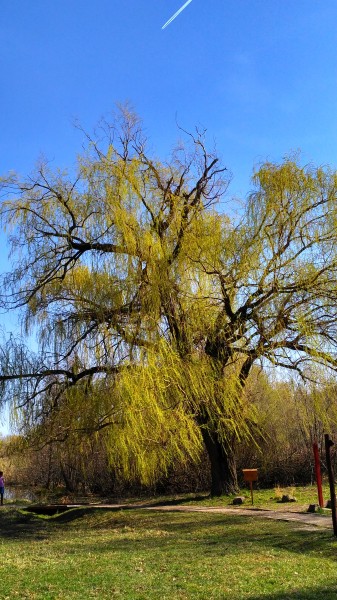 Enyhe szél lengedez