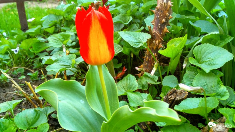 Ma reggelre nyílt 1 szál