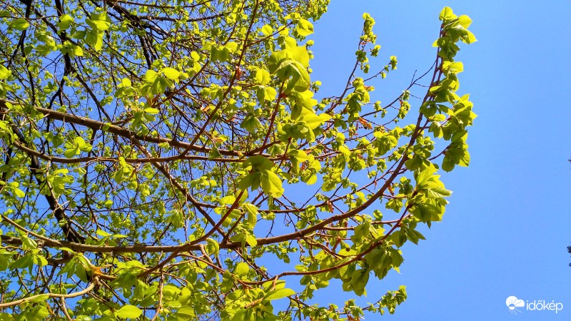 Lombosodik a hársfa