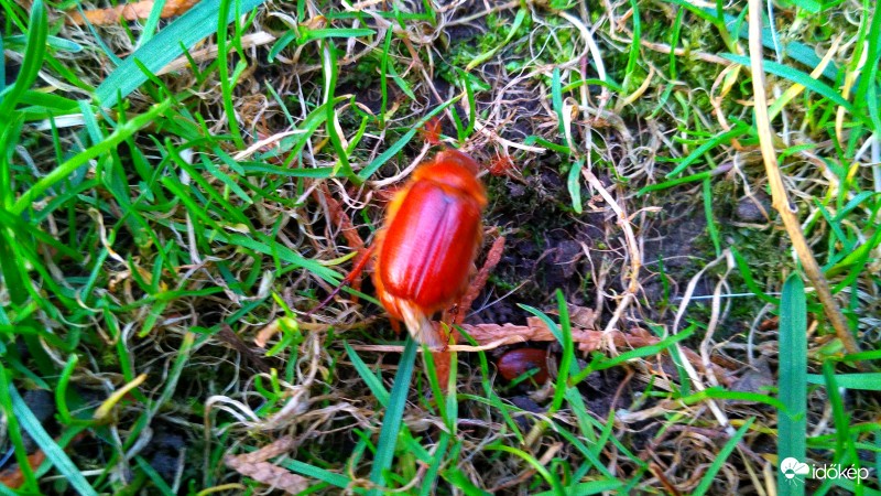 Cserebogár áprilisban