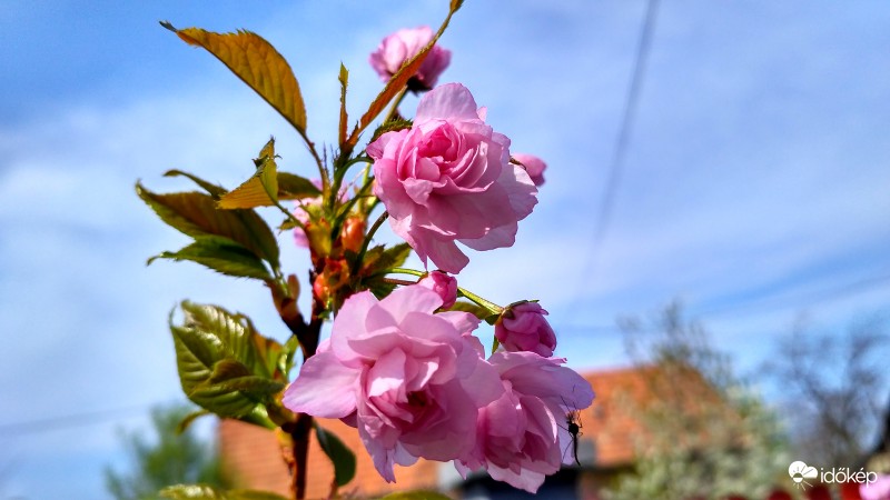 Japán csüngő cseresznyevirág szúnyoggal