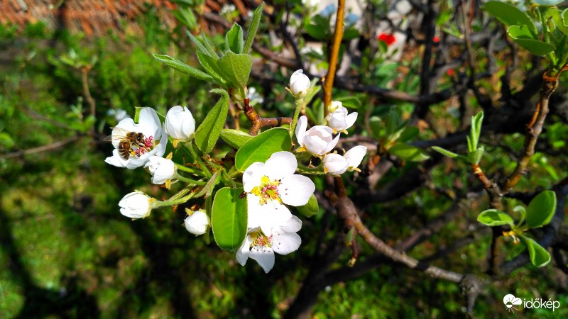 Vilmos körte megporzása