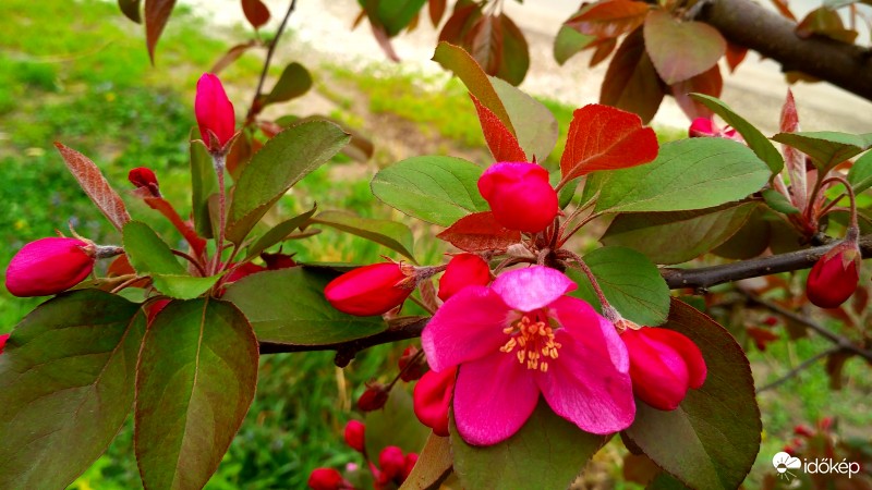 Szirmot bontott a díszalmafa