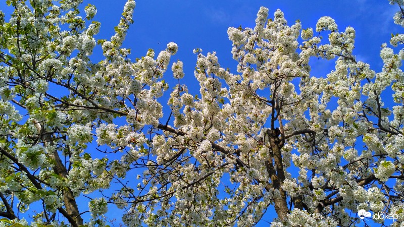 Cseresznyefa virágzás