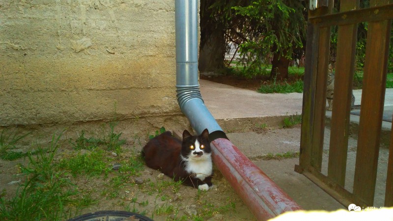 A szomszéd cicája mindig feketébb